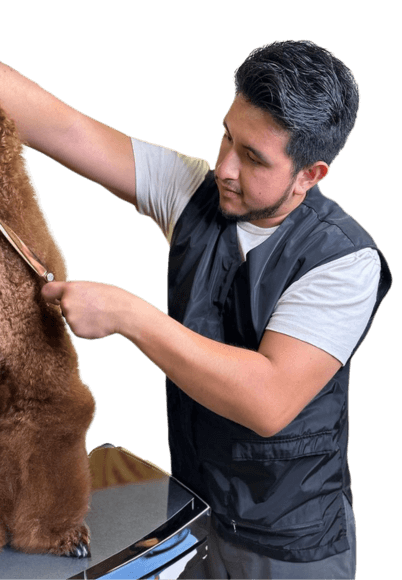 A man engaged in grooming a brown dog.