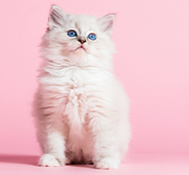 A white kitten with striking blue eyes sits gracefully against a soft pink background, exuding charm and innocence.