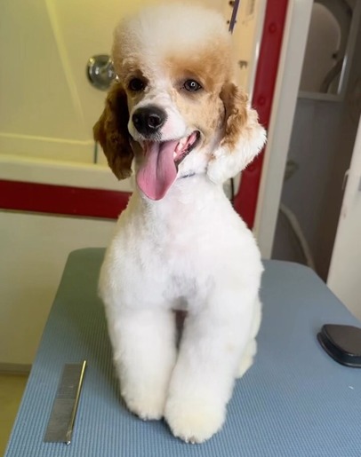 A poodle sits on a table, playfully sticking its tongue out, showcasing its cheerful demeanor and fluffy fur.