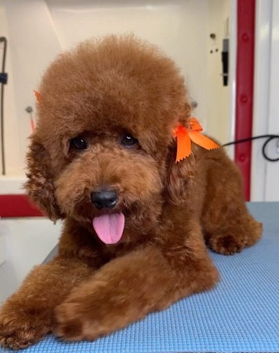 A brown poodle sits elegantly on a table, adorned with a vibrant orange bow, showcasing its playful personality.