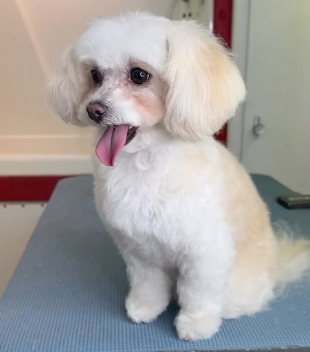 A small white dog with its tongue out sits atop a table, showcasing a playful and endearing expression.