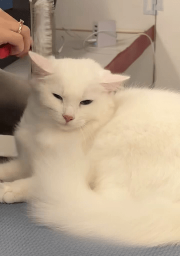 A person gently grooms a white cat, showcasing a moment of care and affection between them.