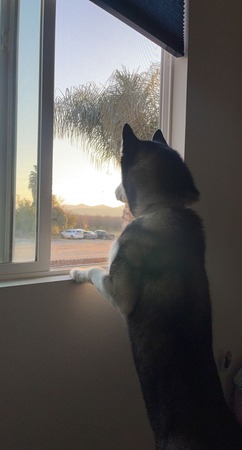 A dog gazes out the window, basking in the warm sunlight streaming through, enjoying the view outside.