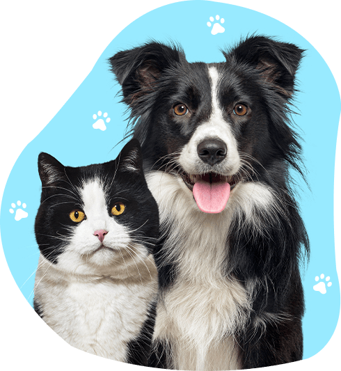 A cute dog and cat sitting together, sharing a moment of tranquility and companionship.