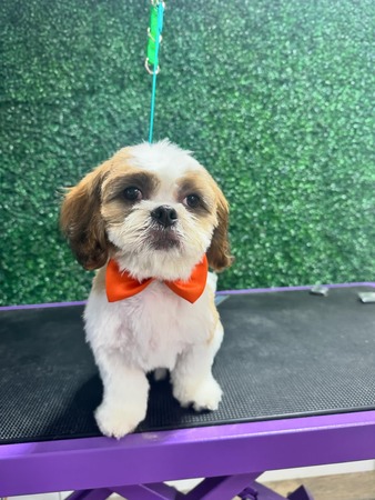 A small dog adorned with an orange bow tie sits on a purple table, exuding charm and playfulness.