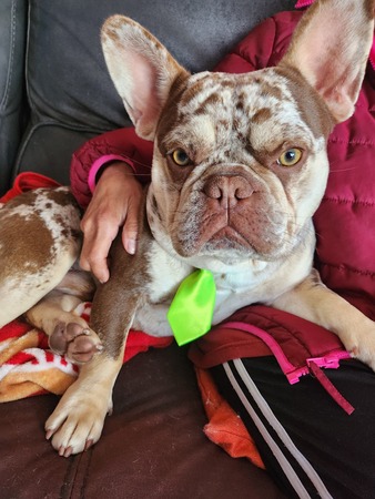 A brown and white French bulldog wearing a green tie, sitting elegantly and looking directly at the camera.