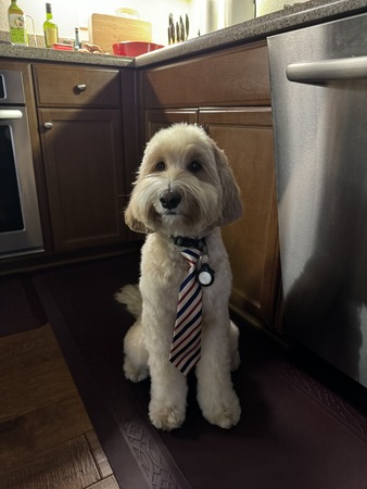 A dog in a tie sits on the kitchen floor, exuding charm and elegance in a cozy home setting.