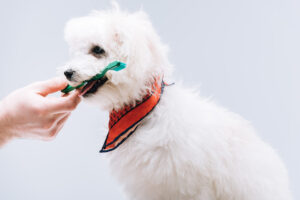 A person gently brushes a white dog, showcasing a moment of care and grooming between them.