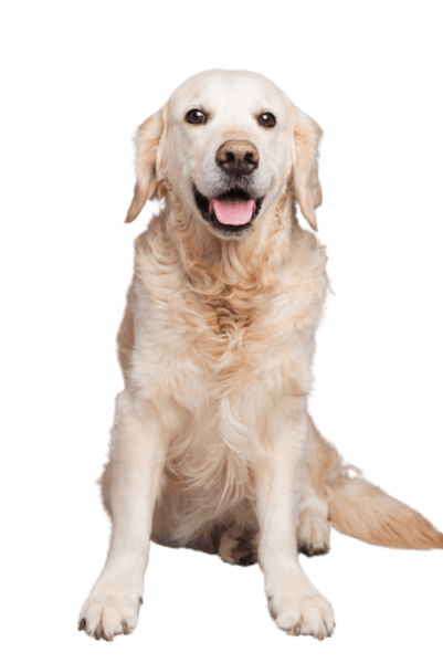 A golden retriever dog poses, highlighting its warm demeanor and beautiful golden fur.