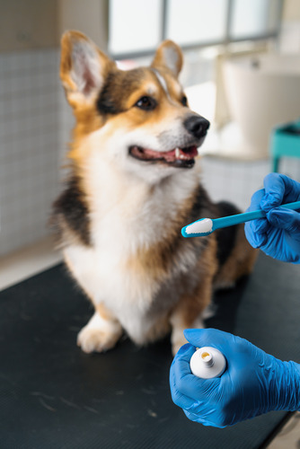 A veterinarian examines a dog on the examination table, ensuring its health and well-being during a routine check-up.