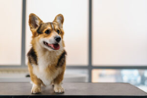 A dog confidently stands atop a table, showcasing its playful and adventurous spirit in a domestic setting.