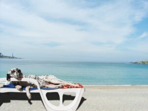 A dog comfortably resting on a beach chair under a clear blue sky, enjoying a sunny day at the beach.