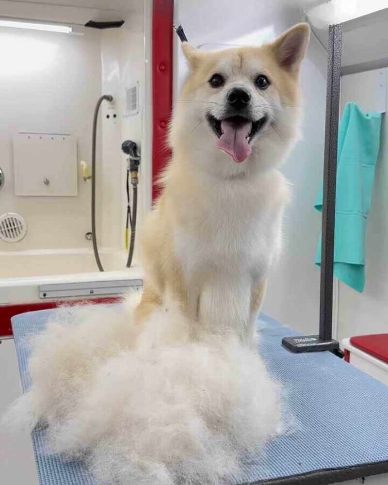 A dog on a grooming table smiling towards the camera.